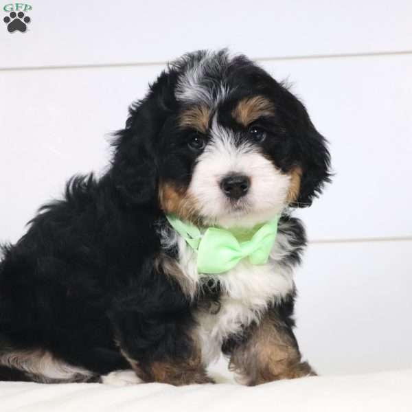 Buster, Mini Bernedoodle Puppy